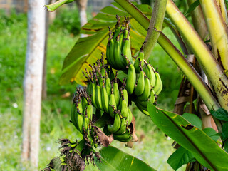 Large Bunch of Unripe Bananas Growing on Banana Plant © YEVGENIY