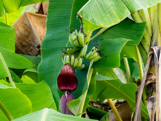 Banana Bunch Growing Above Red Banana Blossom © YEVGENIY