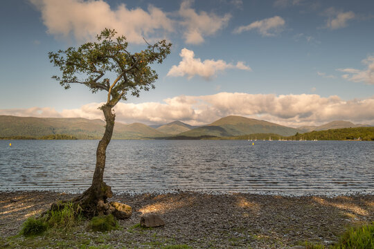 A small tree growing amongst some rocks on a beach the banks of Loch Lomond near Balmaha in Scotland with yachts and mountains in the distance