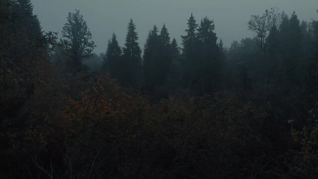 fog in the forest