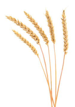 five ripe wheat ears Triticum aestivum on stems isolated on white background