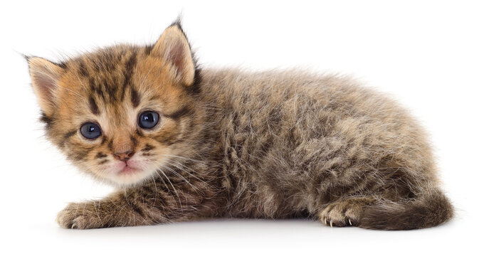 small tabby kitten Felis catus lying side view isolated on white background
