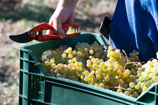 Grappoli di uva bianca tipo fiano coltivata in modo biologico nel vigneto durante la vendemmia dopo essere stata raccolta