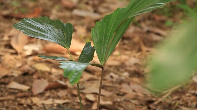 A one-year-old sugar palm (*Arenga pinnata*) seedling. This is a versatile tree with parts that can be utilized, ranging from the roots to the leaves.