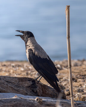 Hooded crow Corvus cornix perched on driftwood on a sandy beach with open beak cawing. Medium-sized corvid bird with grey plumage and black head, wings, and tail against a calm blue sea background.