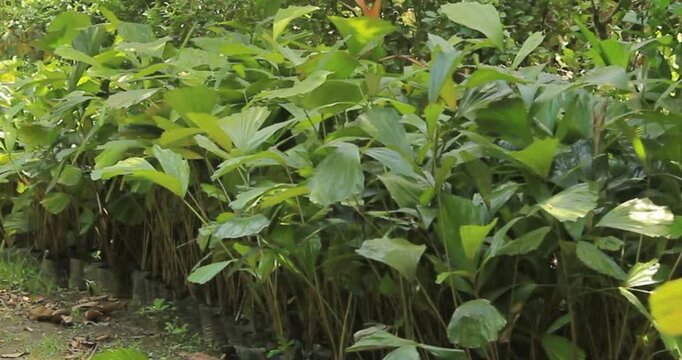 A one-year-old sugar palm (*Arenga pinnata*) seedling. This is a versatile tree with parts that can be utilized, ranging from the roots to the leaves.