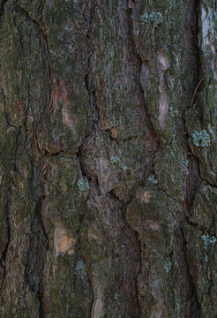 bark of a tree