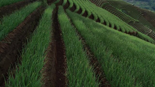 Aerial View of Terraced Onion Fields in Panyaweuyan, Majalengka, West Java, Indonesia