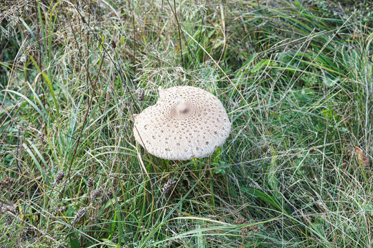 mushroom on the grass