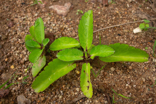 Young Kalanchoe pinnata miracle leaf plant with wet green leaves and water droplets growing on soil ground