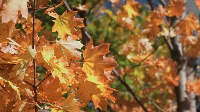 Autumn background, golden fall. Branches with orange autumn leaves on maple tree