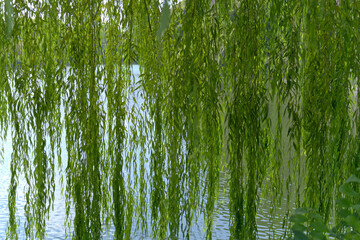 Curtain of green weeping willow leaves above calm water © 智弘 堀