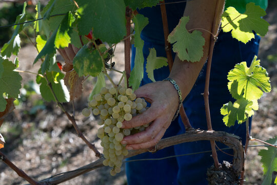 Grappoli di uva bianca tipo fiano coltivata in modo biologico nel vigneto durante la vendemmia dopo essere con mano viticultore che raccoglie