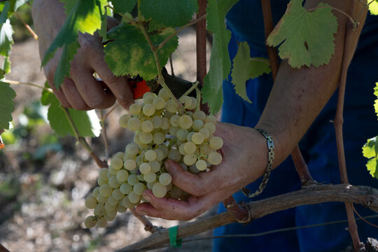 Grappoli di uva bianca tipo fiano coltivata in modo biologico nel vigneto durante la vendemmia dopo essere con mano viticultore che raccoglie