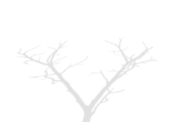 Fototapeta premium Leafless tree branches shadow overlay isolated on transparent background