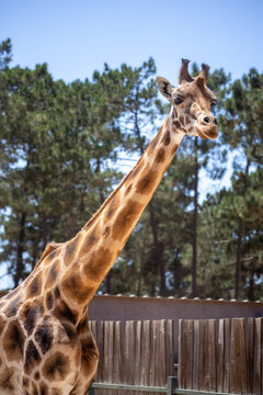 Retrato de girafa de pesco&ccedil;o comprido em parque zool&oacute;gico com &aacute;rvores ao fundo 