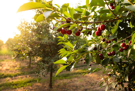 Sour cherry farm in an orchard close up