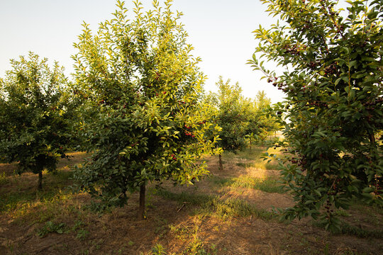 Fresh ripe sour cherry hanging on cherry tree