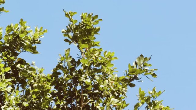 Murraya paniculata, orange jasmine, orange jessamine, china box, cosmetic barktree, or mock orange, is a species of shrub or small tree in the family Rutaceae. Honolulu, Oahu, Hawaii