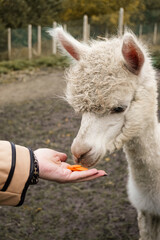 Obraz premium Hand feeding carrot slices to a white fluffy alpaca on a farm