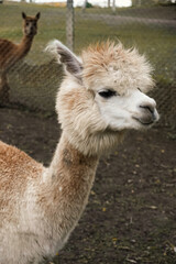 Obraz premium Profile portrait of a fluffy light brown alpaca with another alpaca in the background