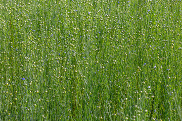 Obraz premium Green flax fields Under Bright Sunlight 