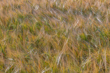 Obraz premium Wheat Field Swaying in the Wind