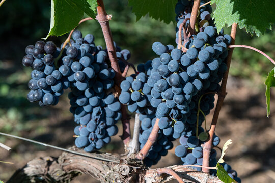 Grappoli di uva rossa tipo Aglianico coltivata in modo biologico nel vigneto durante la vendemmia

