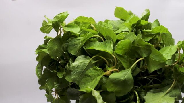 Bunch of fresh amaranth leaves rotating on white background studio shot.