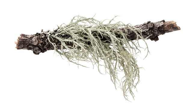 Beard lichen growing a dark brown wooden twig , isolated on transparent background png .