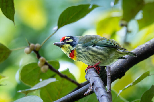 Coppersmith Barbet Bird in Natural Forest Habitat