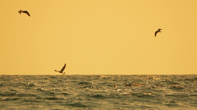 Seagulls ocean sunset dramatic silhouettes flying over choppy water surface with immense golden copy space.