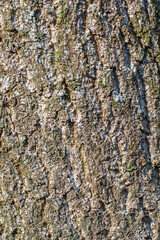 Fototapeta premium Texture d'écorce d'arbre rugueuse et crevassée en pleine nature
