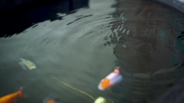 Goldfish are eating, and the fish are being fed.
