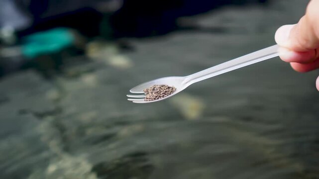 Goldfish are eating, and the fish are being fed.
