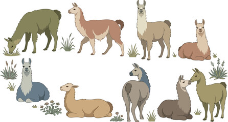 Obraz premium Llamas and alpacas in various poses on a white background vector illustration with natural elements