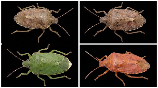 Collection of Stink Bugs in Different Colors Isolated on Black Background