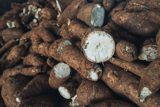 Pile of freshly harvested cassava roots with cut cross sections showing white flesh at a processing factory in Central Java Indonesia