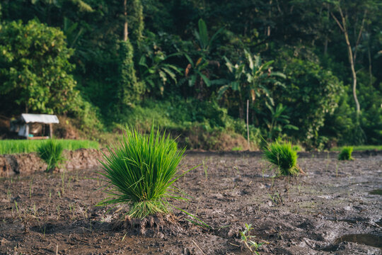 Close up of a bundle of young green rice seedlings tied together sitting in a flooded muddy paddy field in Pati Regency Central Java Indonesia