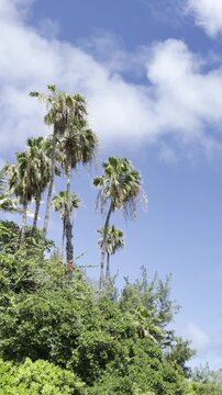 Palm trees. The Arecaceae are a family of perennial, flowering plants in the monocot order Arecales.  Spitting Cave, East Honolulu, Oahu island, Hawaii. 