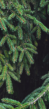 "Real dark green spruce branches with a sharp needle texture against a deep black void. Drops into a minimal social media and moody christmas card holiday background with copy space in the centre."