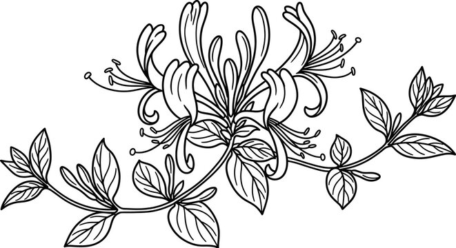 Honeysuckle flower line art illustration on a white background