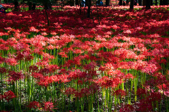 一面満開の彼岸花_曼珠沙華_ヒガンバナ（千葉県八千代市村上緑地公園）