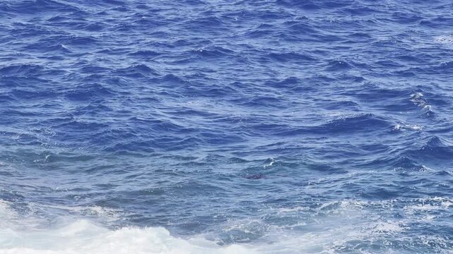 The broad stingray (Bathytoshia lata), also known as the brown stingray or Hawaiian stingray, is a species of stingray in the family Dasyatidae.   Lanai lookout, East Honolulu, Oahu island, Hawaii. 