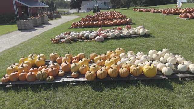 In the fall in Wisconsin, a pumpkin patch is ready for harvest for autumn events and festivities.