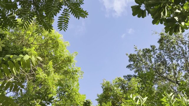 Rhus taitensis is a small tree or shrub in the mango family Anacardiaceae. It is found from tropical Asia, to Australia and many islands of the Pacific Ocean. Round Top Dr, Honolulu, Oahu, Hawaii