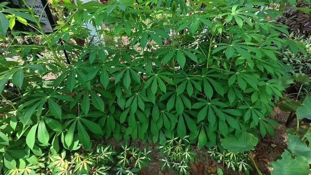 A tropical cassava plant grows outdoors in natural daylight. Its nutrient-rich roots serve as an essential carbohydrate source and energy supply. The green foliage thrives in a farm environment.