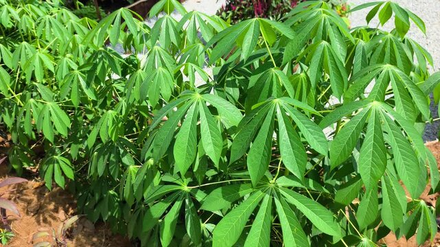 A tropical cassava plant grows outdoors in natural daylight. Its nutrient-rich roots serve as an essential carbohydrate source and energy supply. The green foliage thrives in a farm environment.