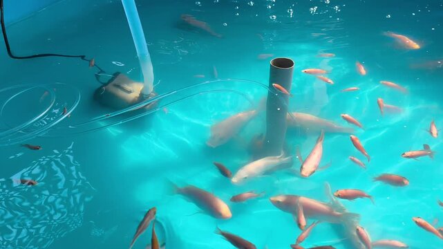 A modern freshwater fish farming pool uses durable plastic tanks for commercial aquaculture. This space-saving design streamlines daily maintenance. It offers an efficient solution for fish breeding.