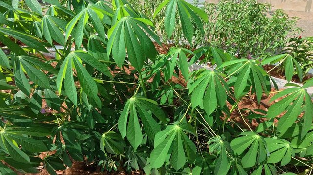 A tropical cassava plant grows outdoors in natural daylight. Its nutrient-rich roots serve as an essential carbohydrate source and energy supply. The green foliage thrives in a farm environment.